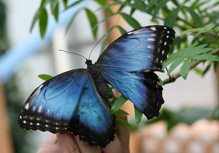 A Blue Morpho butterfly at the Windmill Garden Centre & Butterfly House in Medicine Hat, AB