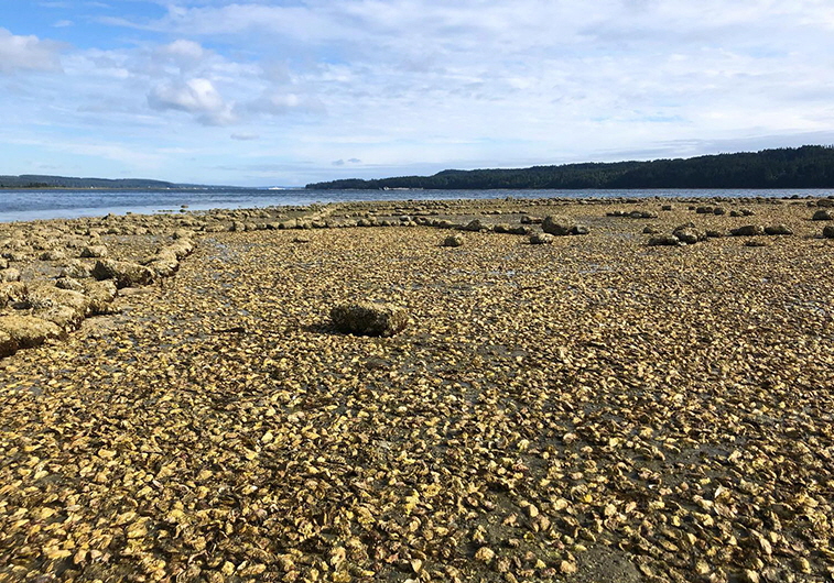 Fanny Bay Oysters, Union Bay, BC