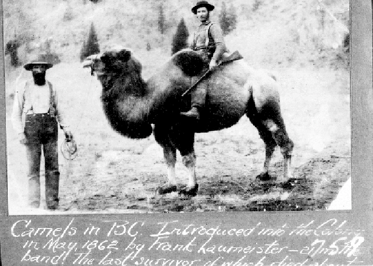 Cariboo Camel in BC, 1862