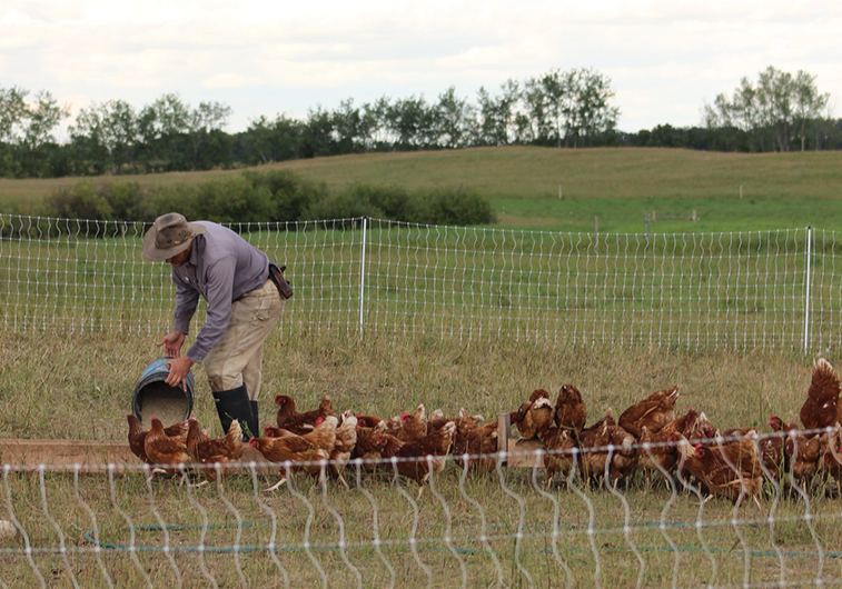 Luna Field Farm, Belmont, MB