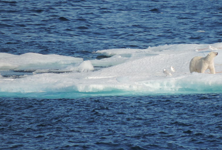 Ploar bear on ice floe in Prince of Wales Island, Nunavut | Photo: Kerry Raymond, Wikimedia Commons
