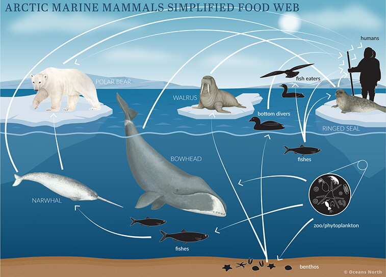 Arctic Marine Mammals Food Web | Image: Oceans North