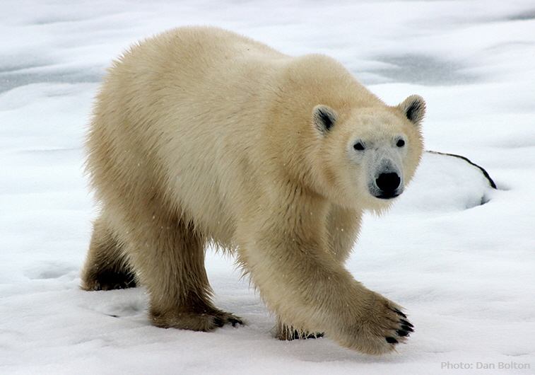 Polar bear | Photo: Dan Bolton, Unsplash