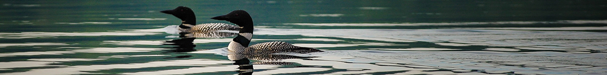 Loons swimming on a lake in Bancroft, Ontario | Photo: Clark Young