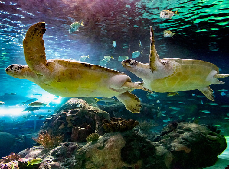Ripley’s Aquarium of Canada in Toronto, Ontario