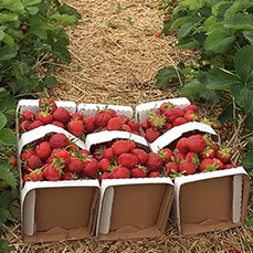 Strawberries from Boonstra Farms, Stonewall, Manitoba