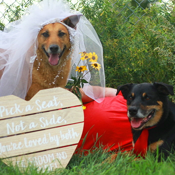 Sophie and Tyson got married, both were from Brandon Humane Society in Brandon, Manitoba