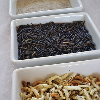 Wild and puffed wild rice from Wild Rice Guys, Hudson Bay, Saskatchewan