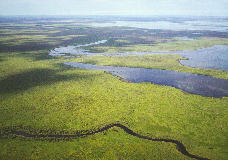 Muskeg wetlands and forest, SK | Photo: Landon Parenteau, Unsplash