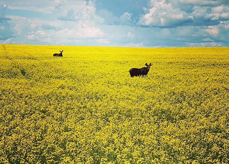 Tourism Saskatchewan