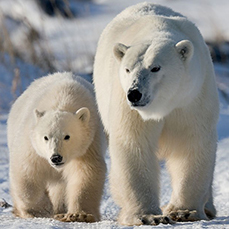 Polar bear mom and cub, Churchill Wild, Manitoba (GIBPoliza)