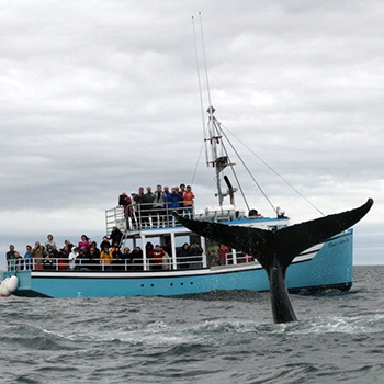 Mariner Cruises Whale & Seabird Tours, Brier Island, NS