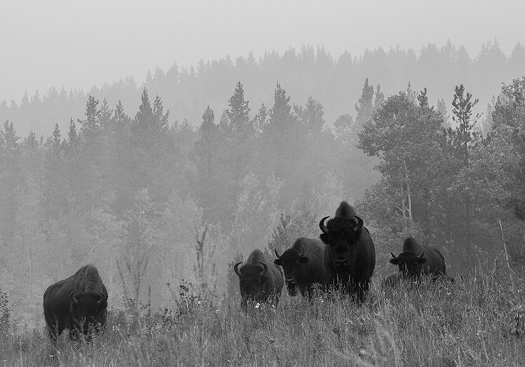 Bison at Watson Lake, YT | Photo: Étienne Beauregard-Riverin, Unsplash